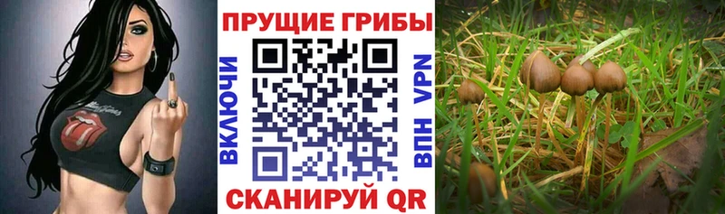 где купить наркоту Лиски Псилоцибиновые грибы MAGIC MUSHROOMS